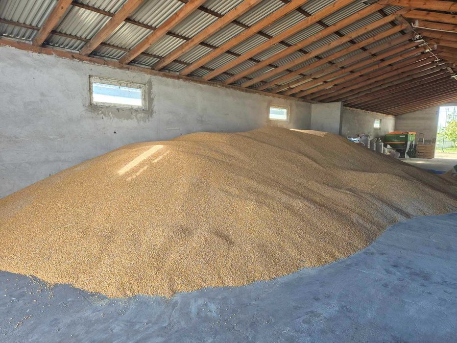 Kukurydza sucha luzem/ big bag 900 zł/tona  50kg worek/45 zl