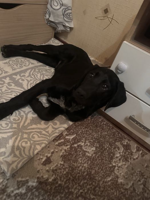 Лабрадор цуценя шукає своіх господарів