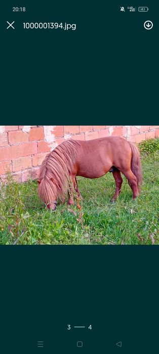 Vendo pônei inteiro