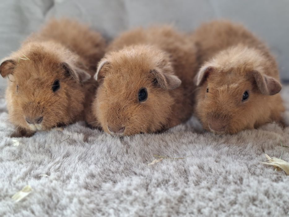 Us teddy świnki morskie, świnka morska teddy. Kawia domowa