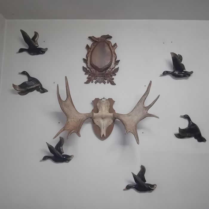 XX w Kaczki z Porcelany do Powieszenia na Ścianę Cudo !!!