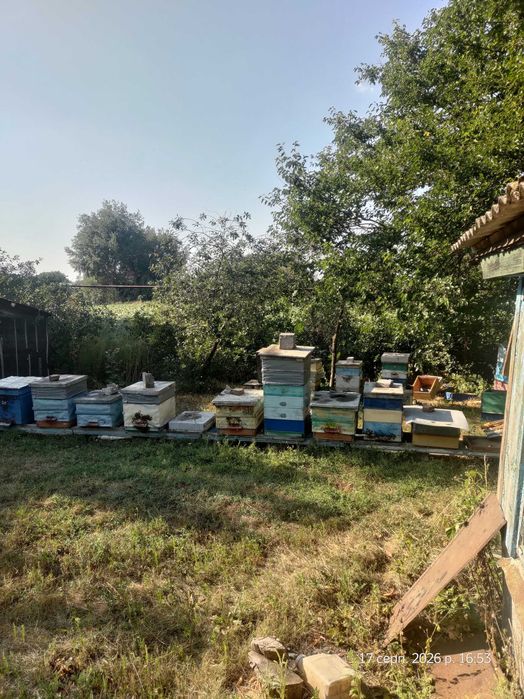 Продам пасеку - бджолосім'ї, вулики