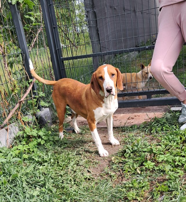 Łatek 2lata szuka domu