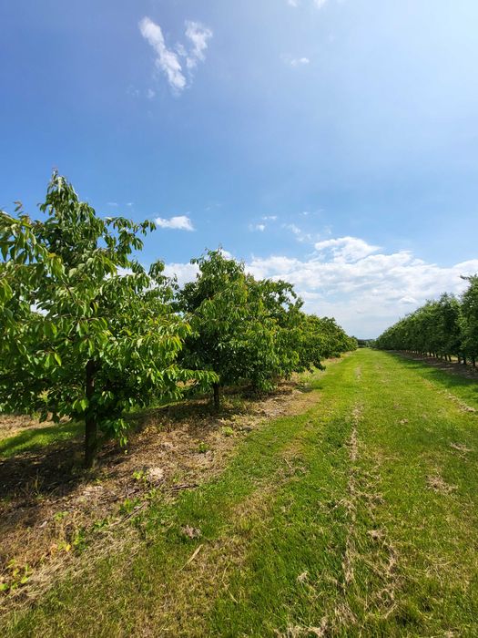 Działka rolna 2 ha z sadem i nawodnieniem – gm. Jasieniec, Stefanków