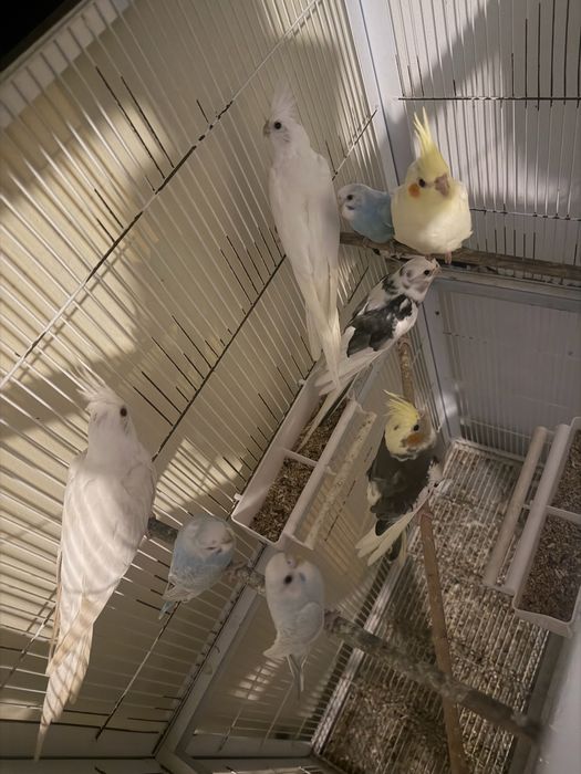 Caturra  e piriquitos