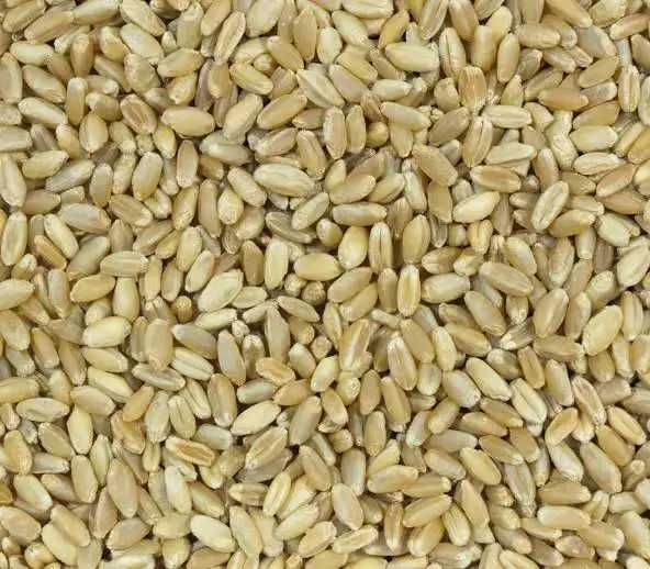 Sprzedam pszenicę ozimą - ok. 40 ton