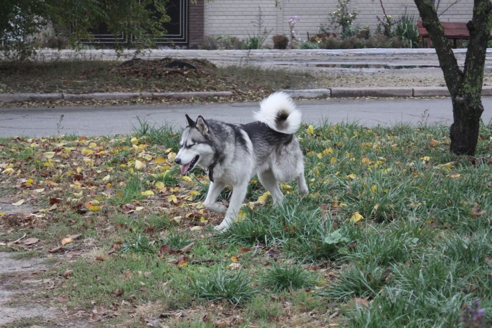Хаскі красунчик кабель Марсель Вязка