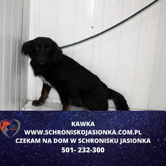 Kawka do adopcji – Schronisko Jasionka