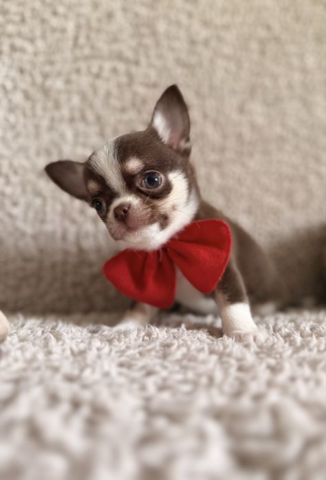 Piesek chihuahua czekoladowy MINI wyjatkowy Florek