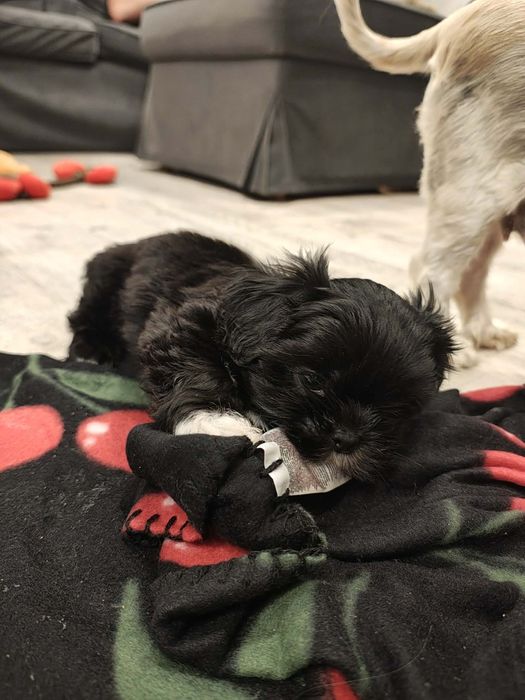 Suczka shih tzu rodowód