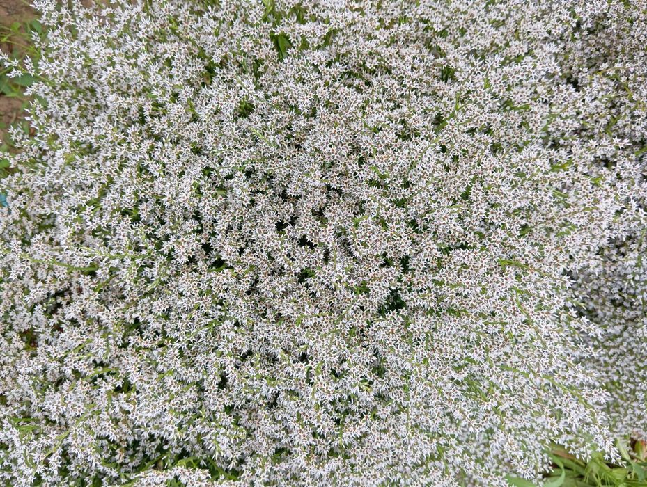 suchy kwiat zatrwian tatarski 2025