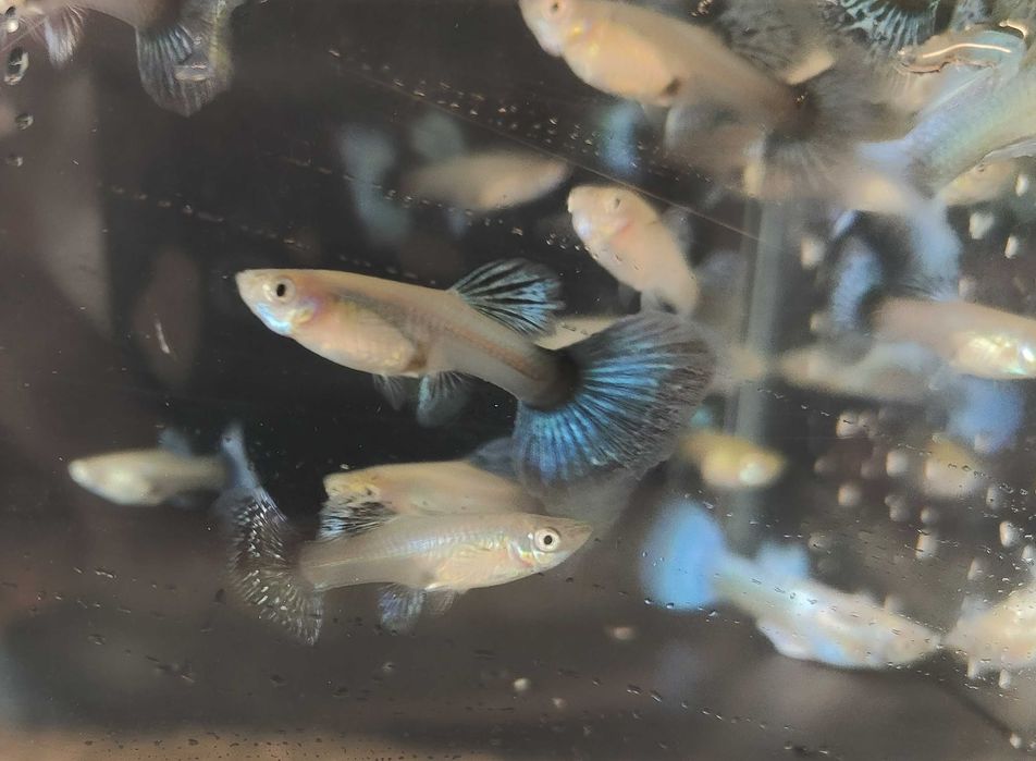 Guppys Puros Com Envio e Garantia de Vivos