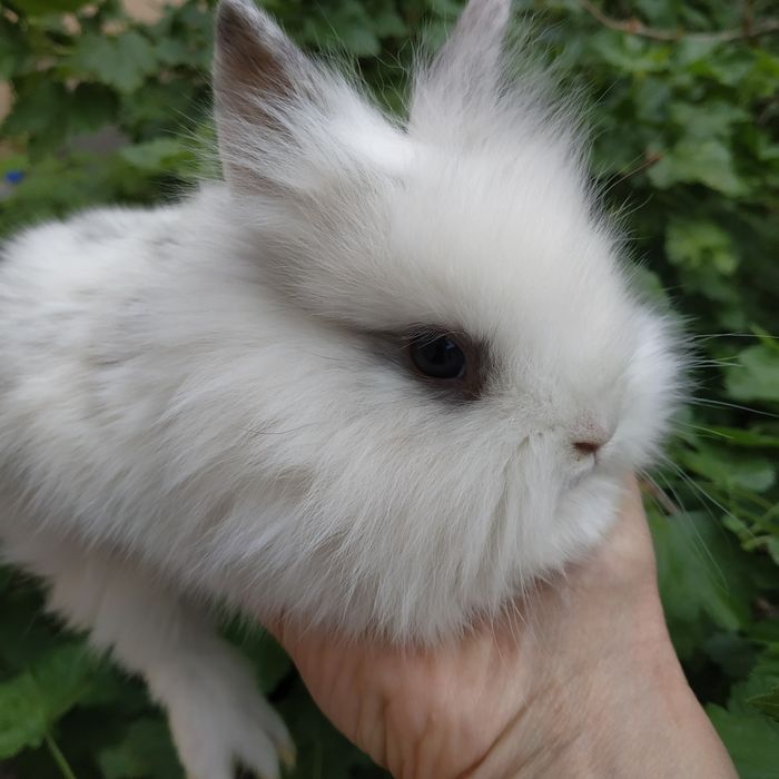 Шоколадные зайчики рыжие мини кролики белые крольчата в Харькове кроли