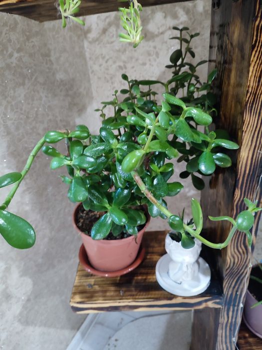 Товстянка або Красула