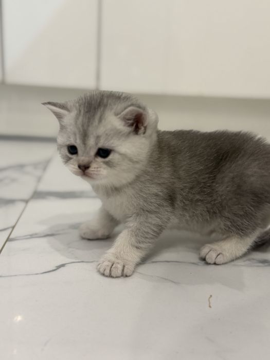 Кошенята Британська   , срібна шиншила киця кіт