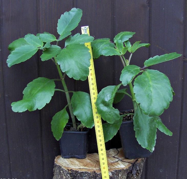 Żyworódka pierzasta, PINNATA kalanchoe, PRAWDZIWA --- -- LECZNICZA