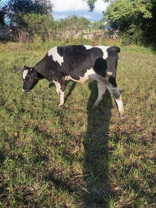 Продається тільна два місяці  коровка і теличка всі питання  по телефо