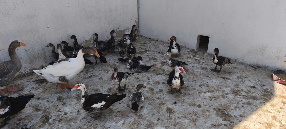 Patos mudos com 2 meses