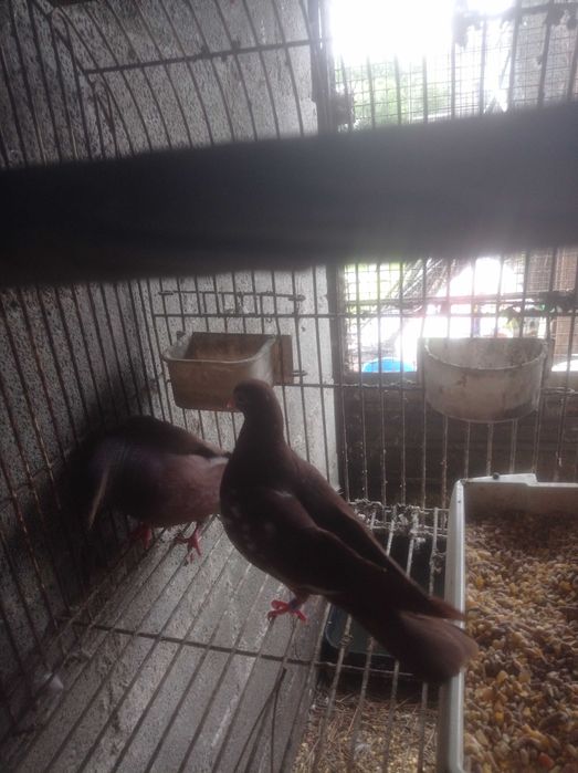 Vendo pombas da raça cambalhota