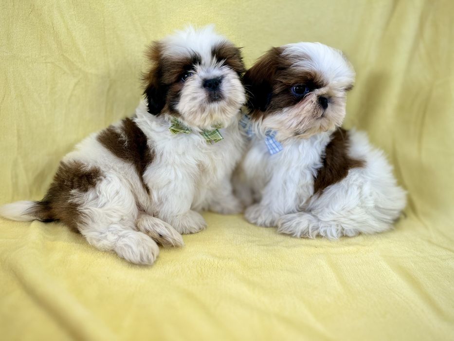 Shih tzu Samiec z Rodowodem