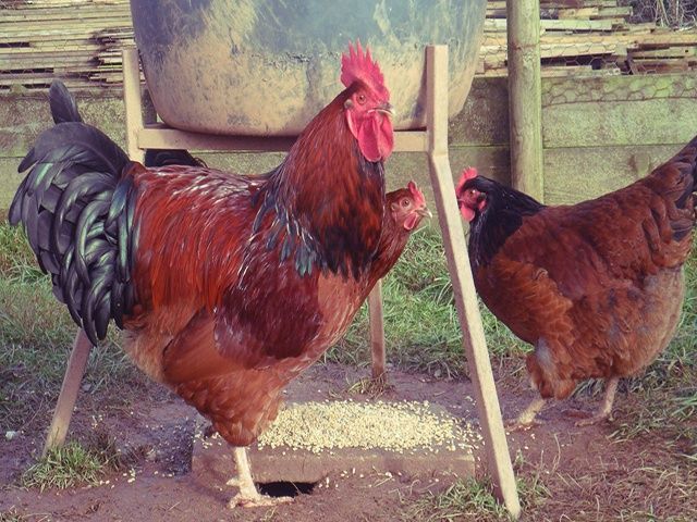 Інкубаційне яйце та курчата. Суссекс: срібло, золото, червоний.