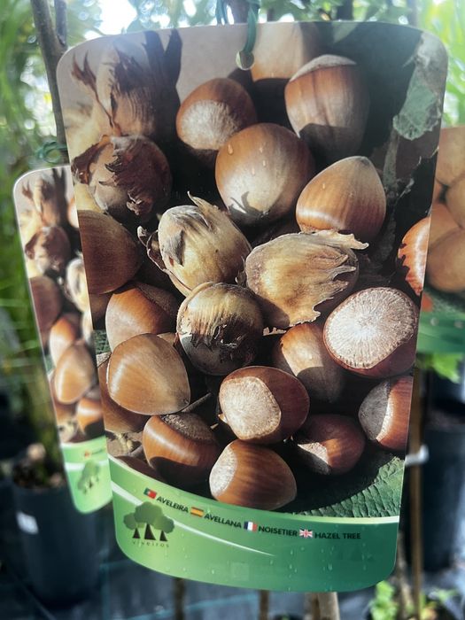 Várias espécies de árvores de fruta de casca rija