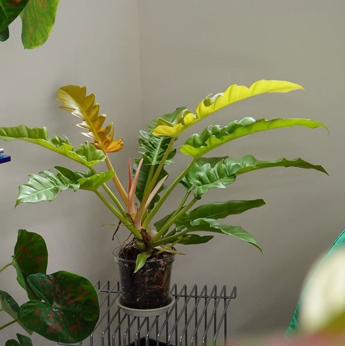 Philodendron レイラミヤノ philodendron - купить комнатные растения Киевская область - Цена