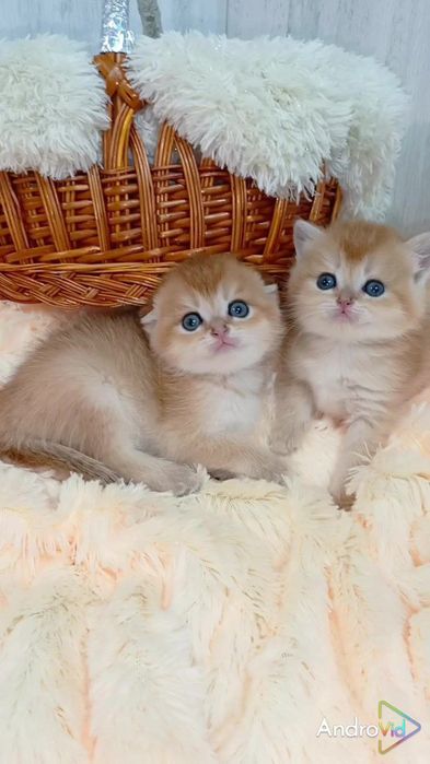 Неймовірні красунечки золоті шиншили.