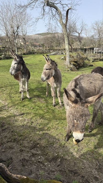 Burros varias idades