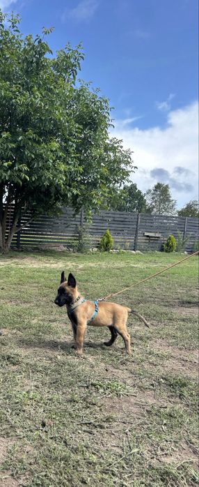 Szelki dla małego psa/szczeniaka