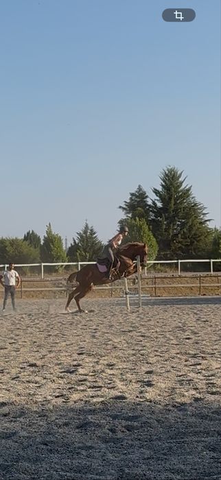 Para venda cavalo cruzado