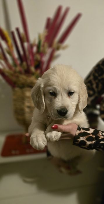 Golden Retriever szczeniak