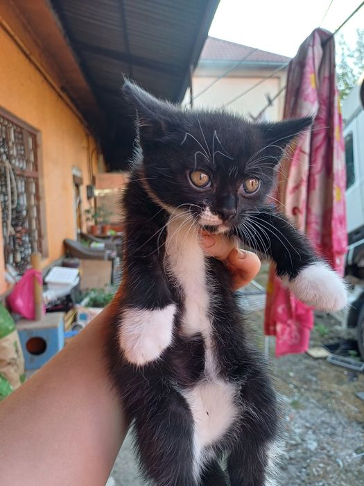 Віддам кошенят у добру люблячу сім'ю