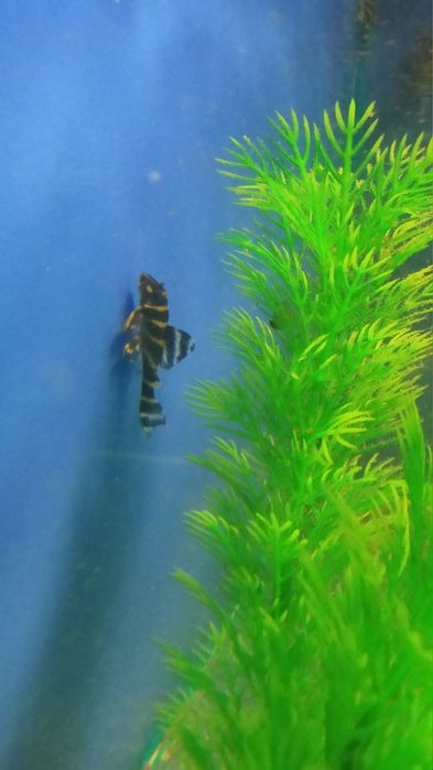 Аквариумные рыбки, мирные и неприхотливые, экзотические рыбки