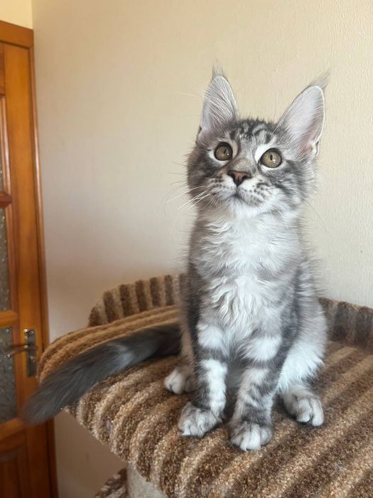 Котята мейн кунята