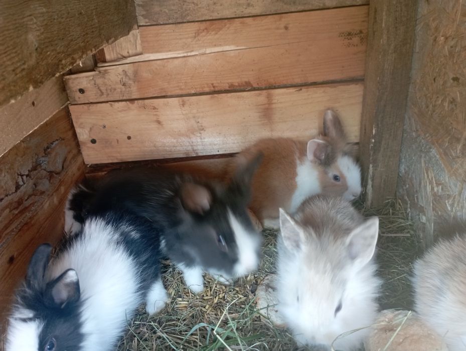 Sprzedam młode miniaturki