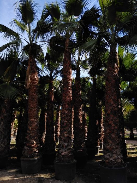 Palmeira washingtonia de 1 a 12 metros