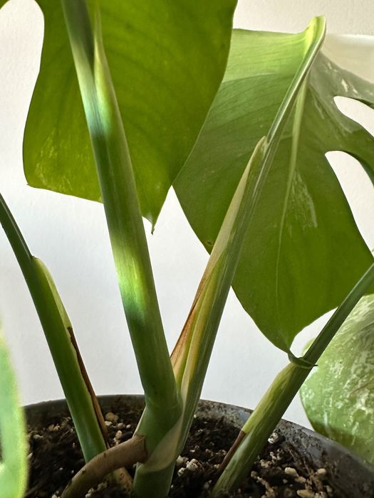 Monstera Variegata