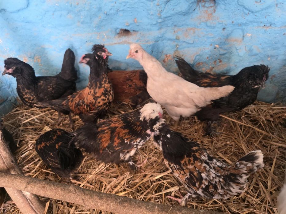 Kury ozdobne 9 tygodniowe