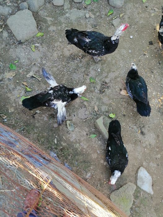 Casal de patos mudos