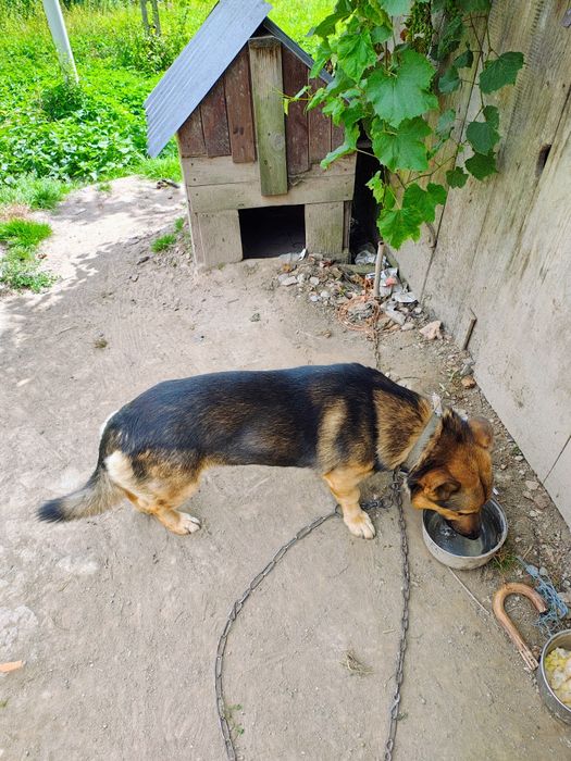 Szarik do adopcji na cito