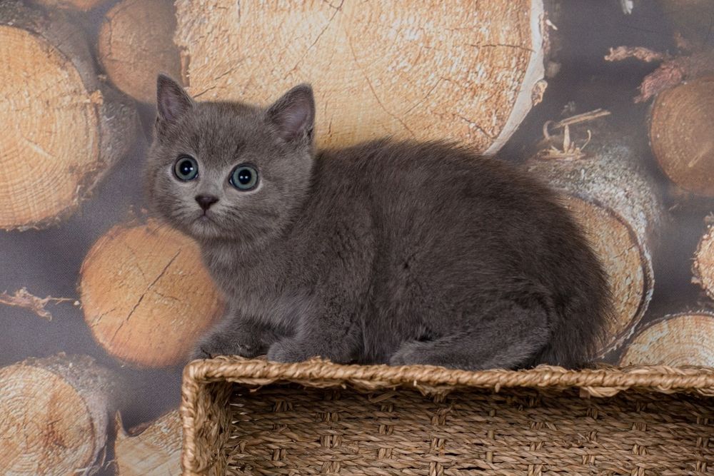 Британські котики
