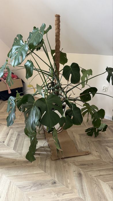 Monstera duża w dobrym stanie