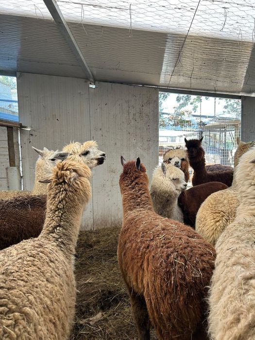 Alpacas De varias cores