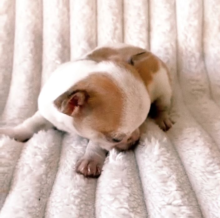 Chocolate Menino  Super Mini.Branco e laranja. Perfeito!