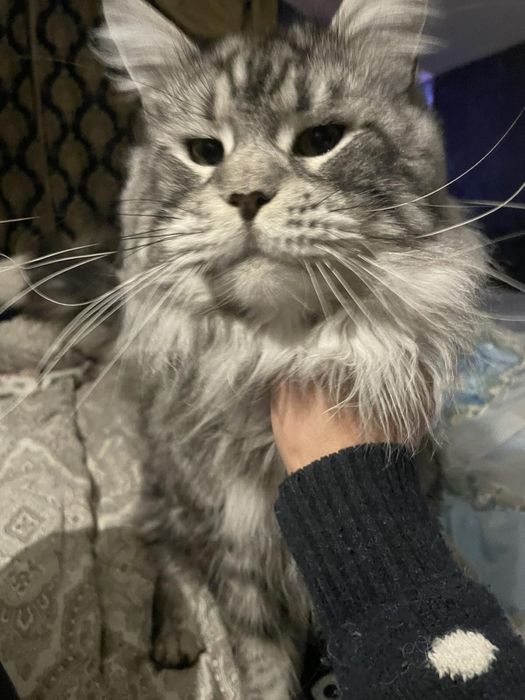 Вязка/ парування Мейн кун