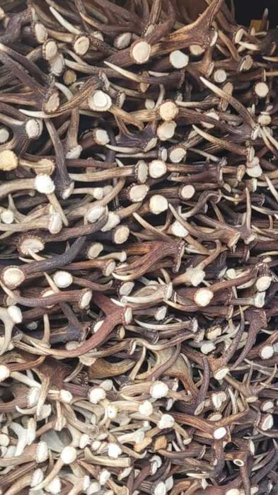 Skup POROŻA cała Polska, KOLEKCJE Myśliwskie TROFEA