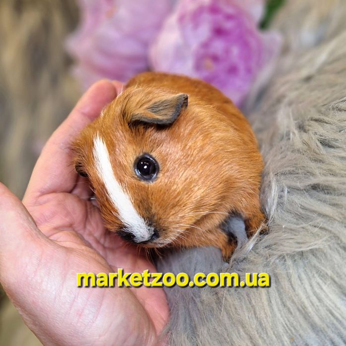 Морська свинка, морская свинка, морские, свинки Калифорния, морські