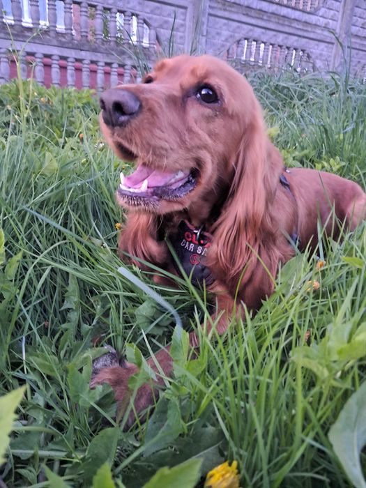 Шукаєм люблячу сім'ю