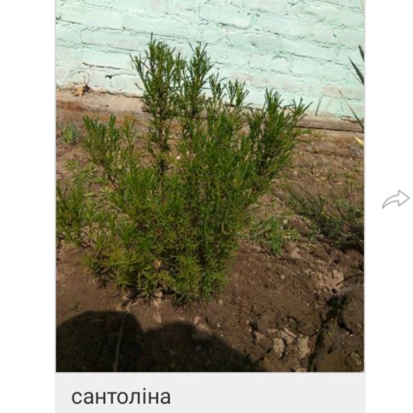 Многолетние цветы ( шалфей, вероника, ехиноцея, и тд),